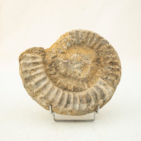 Ammonite Fossil