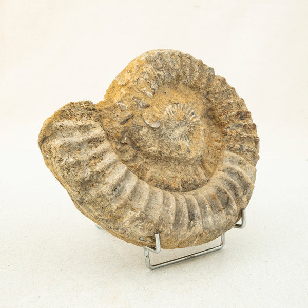 Ammonite Fossil
