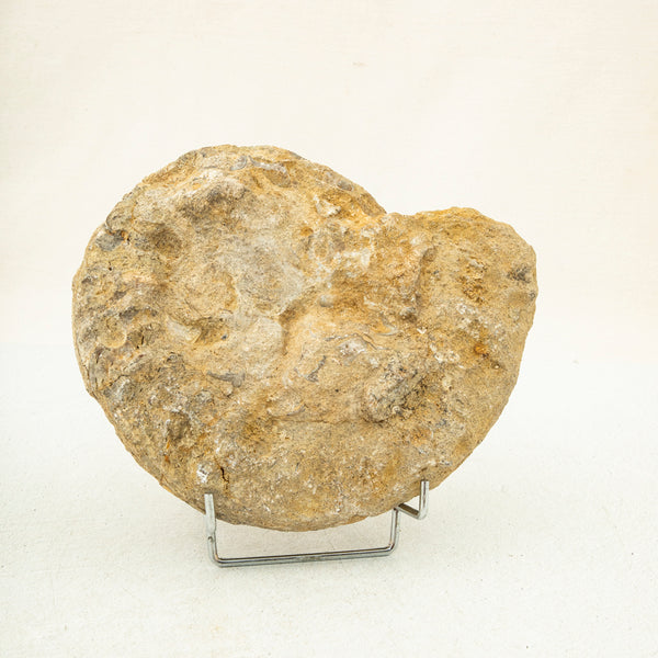 Ammonite Fossil