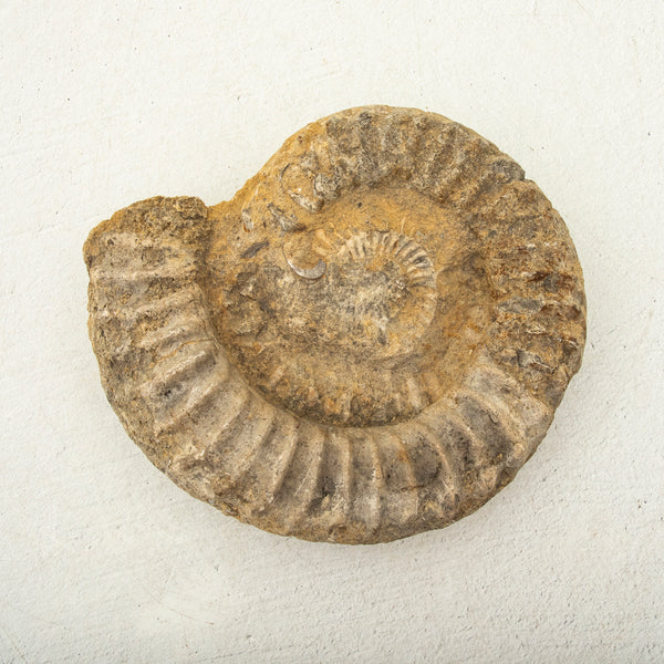 Ammonite Fossil