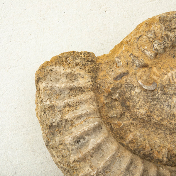 Ammonite Fossil