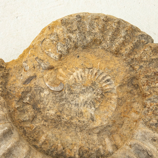 Ammonite Fossil