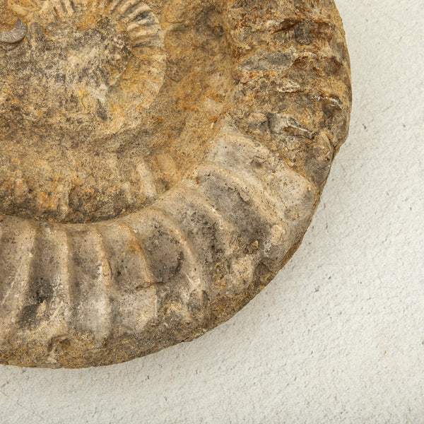 Ammonite Fossil