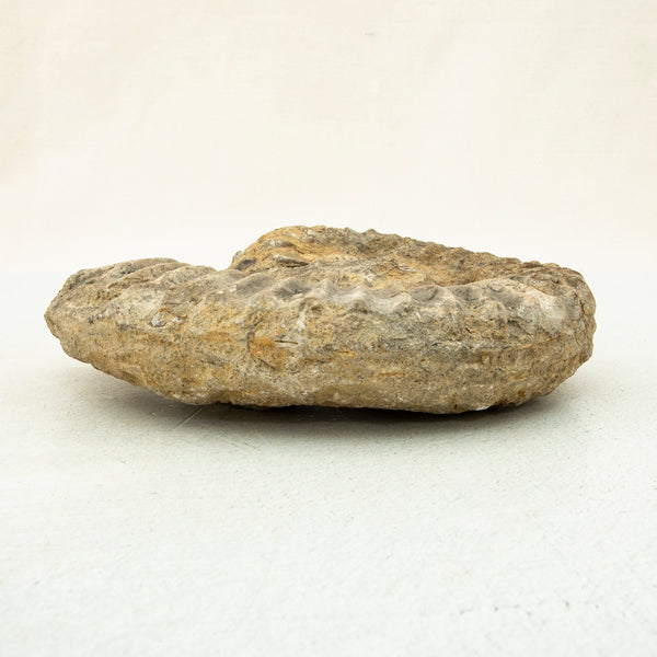 Ammonite Fossil