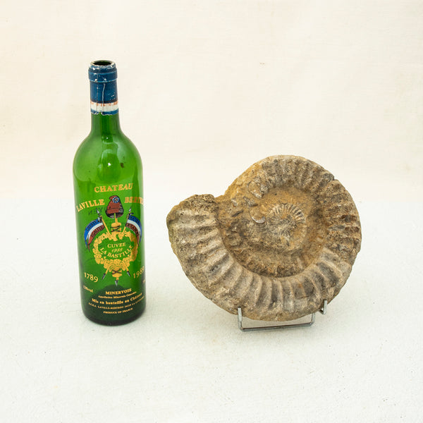 Ammonite Fossil