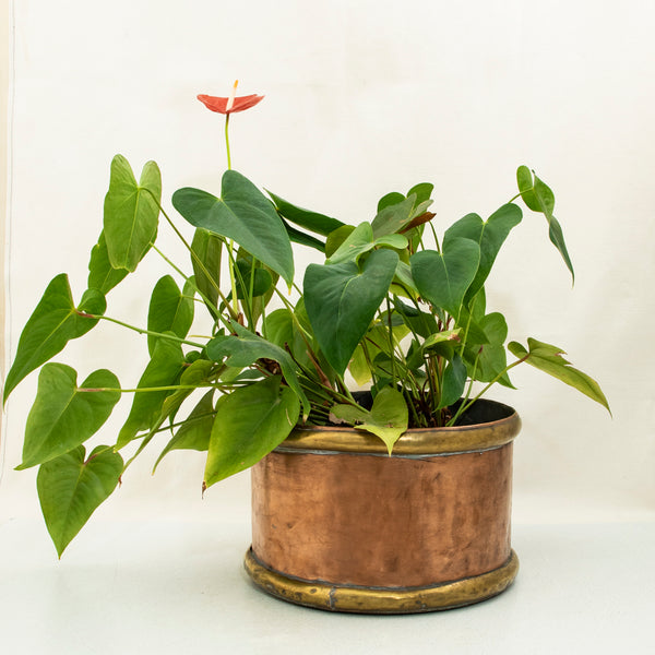 Copper and Bronze Cachepot