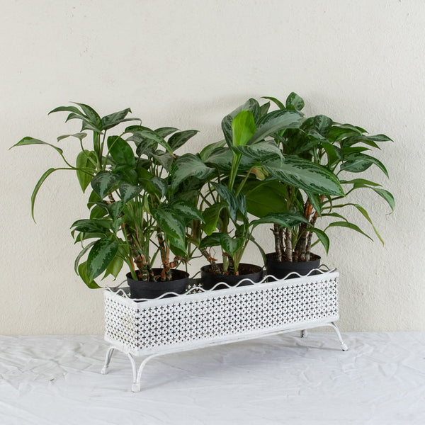 Pierced Iron Jardiniere