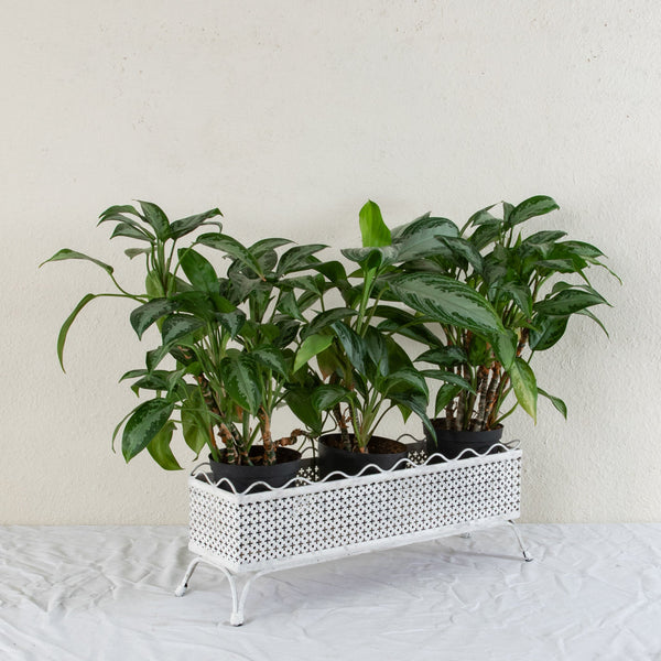 Pierced Iron Jardiniere