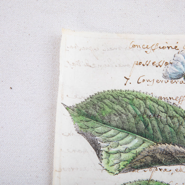 Watercolor on Antique Paper